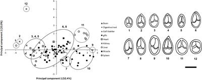 Myxozoan Diversity Infecting Ornamental Fishes Imported to Australia